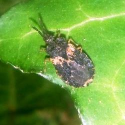 Aradus truncatus